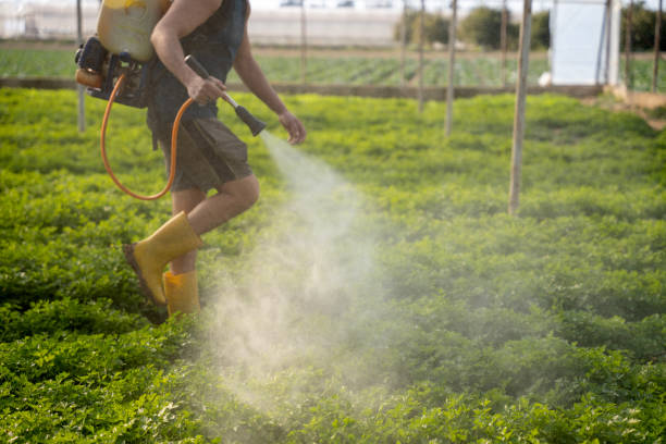 Best Wasp Removal Services  in Whiting, WI