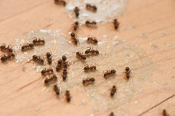 Best Ant Control Services  in Whiting, WI